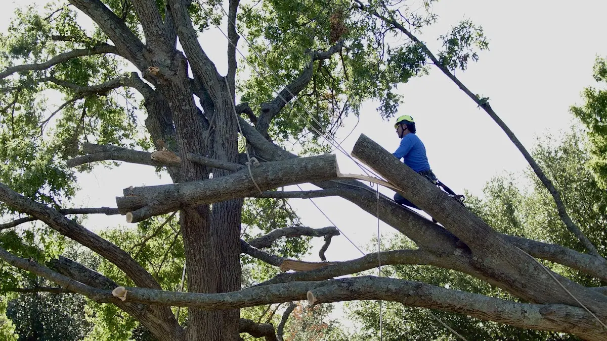 Professional Hazardous Tree Removal performed by certified arborists in Louisa