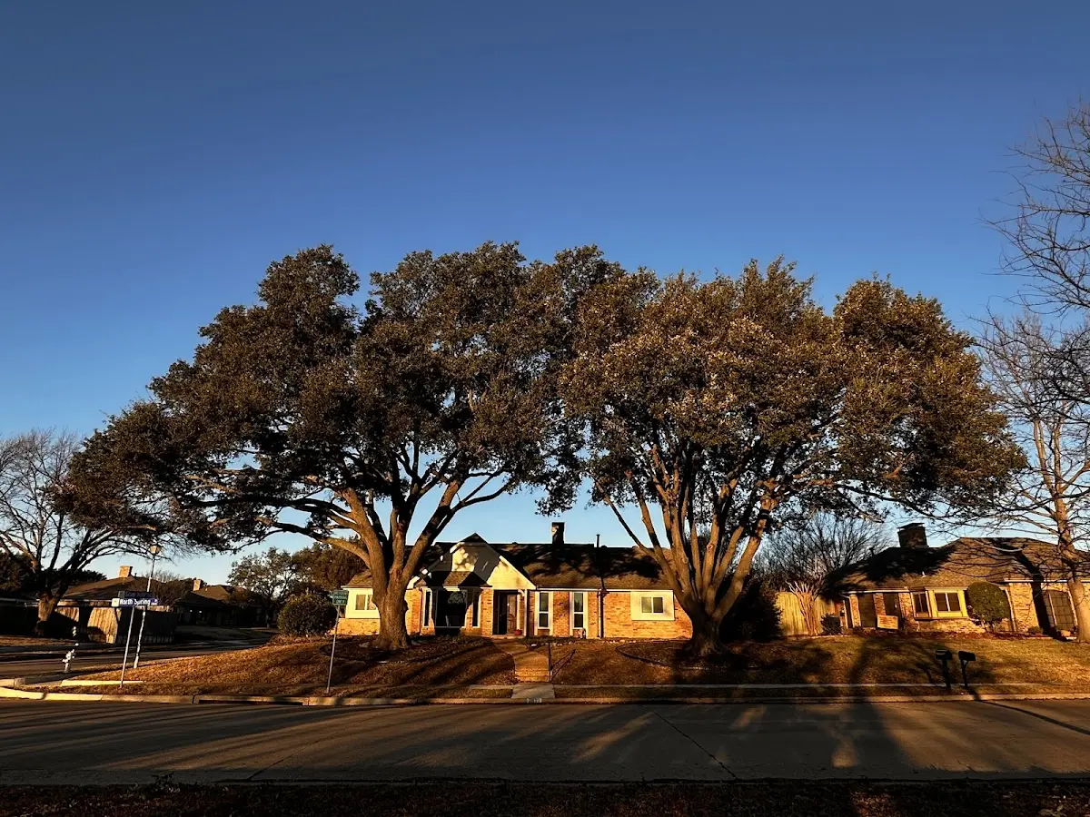 Established residential canopy tree shading a home in Louisa